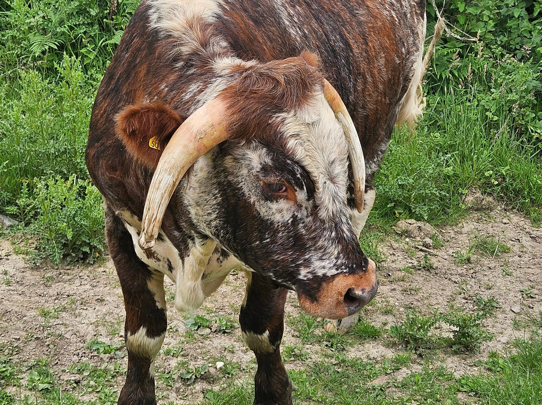 Knepp Wildland Safaris-霍舍姆必去景点