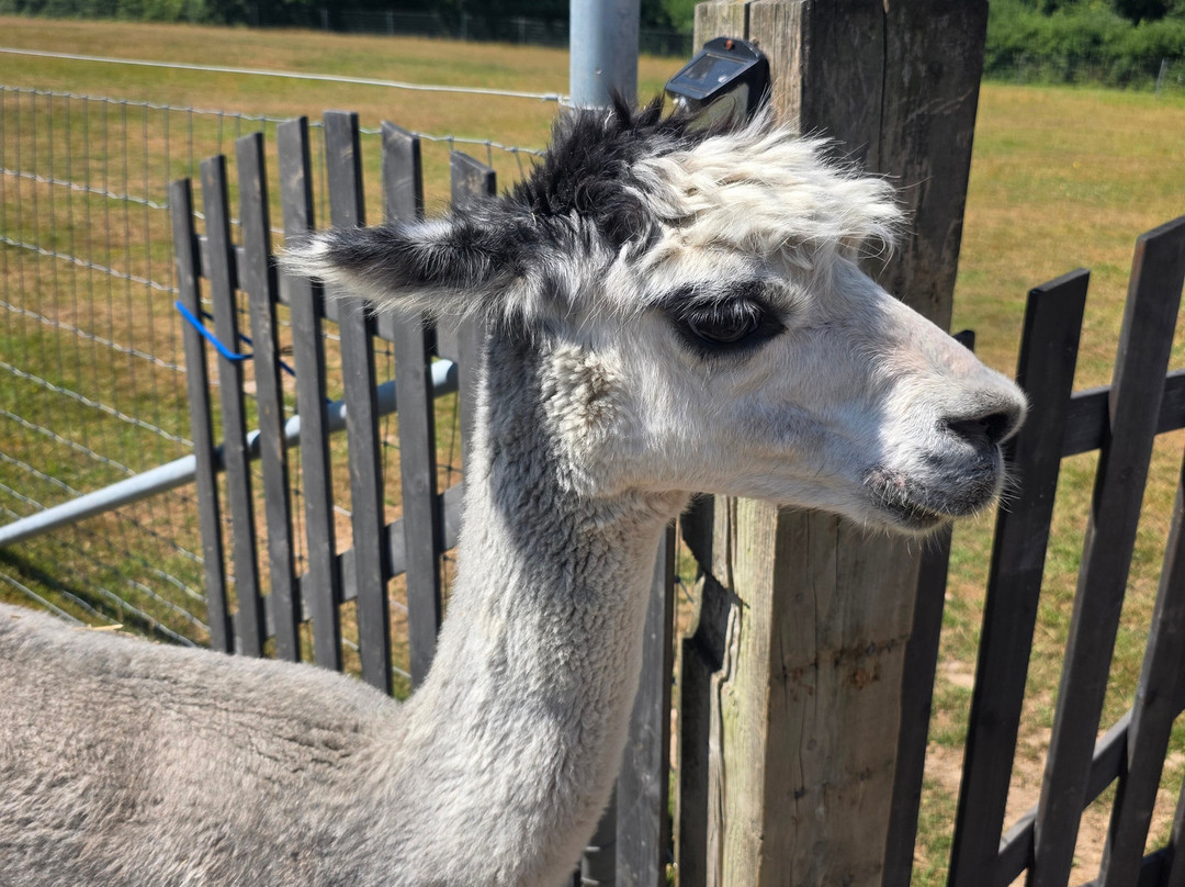 Reservoir Alpacas-Chard必去景点