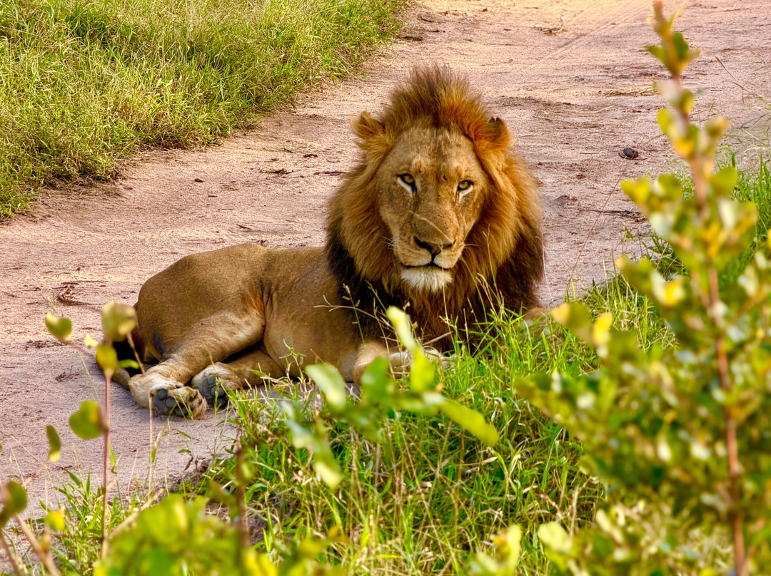 Umkumbe Safari Lodge主图