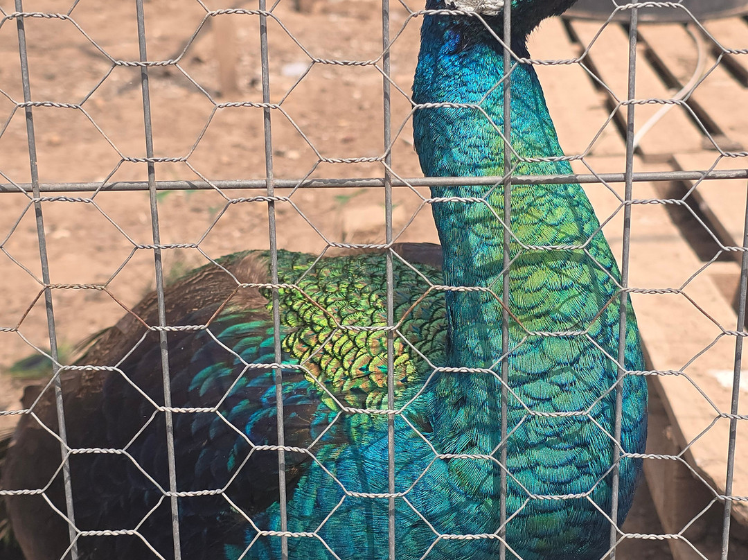 Peacocks Uk-Kempsey必去景点