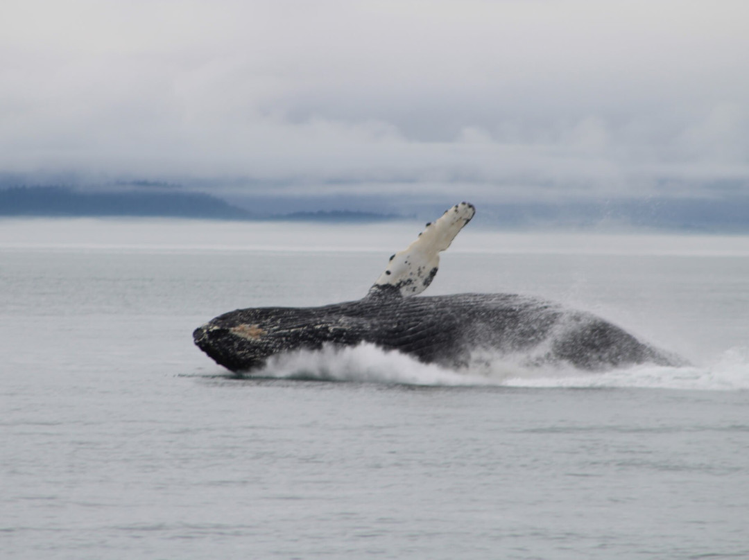 Glacier Bay's Bear Track Inn主图