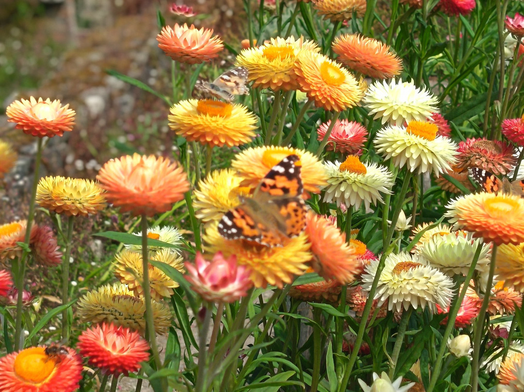 Lismore Castle Gardens-利斯莫尔必去景点