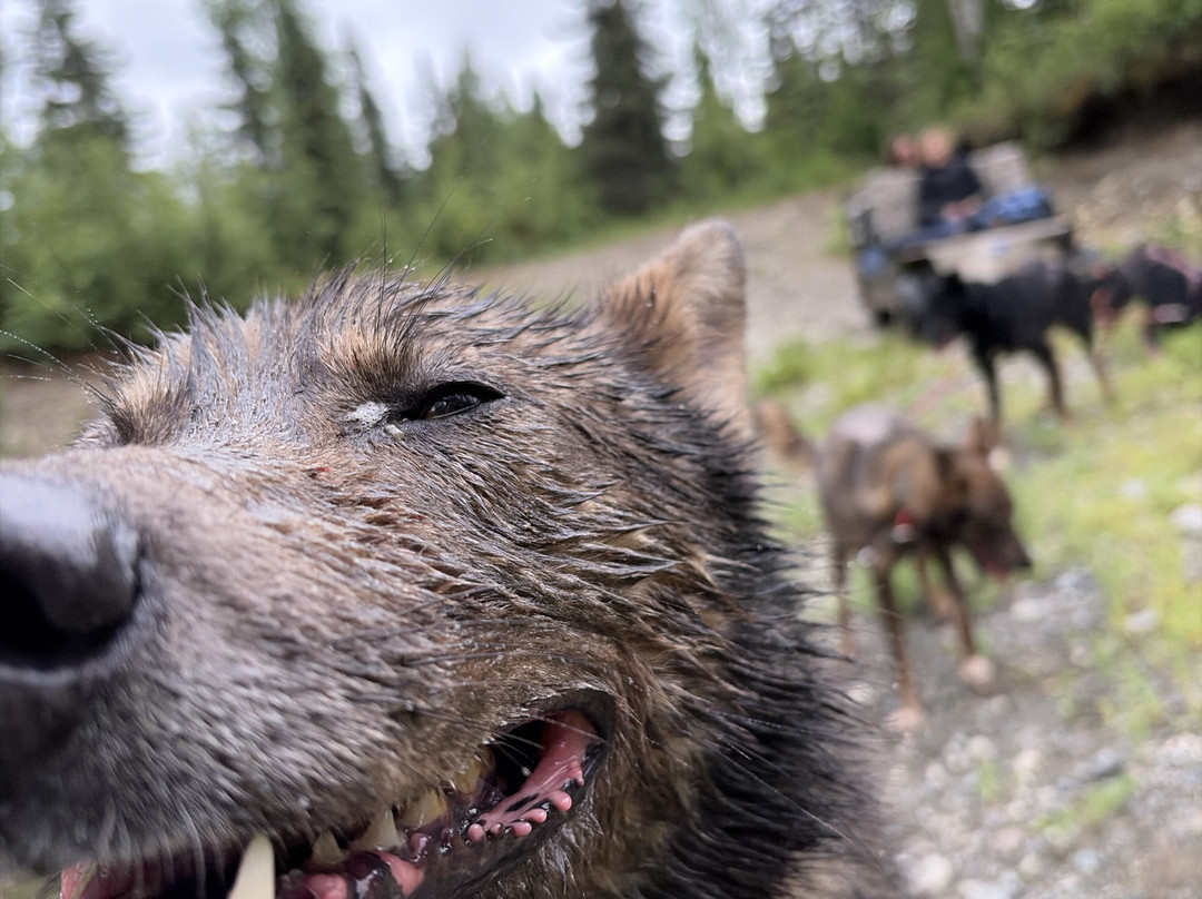 The Alaska Dogstead Mushing Company-Big Lake必去景点