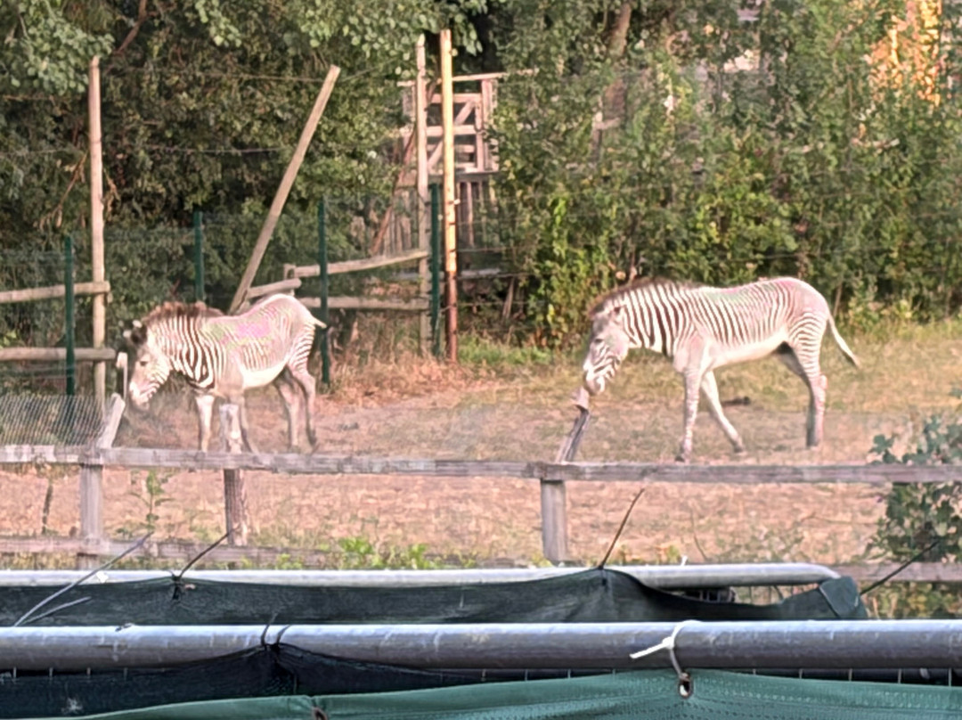 Chessington Safari Hotel主图