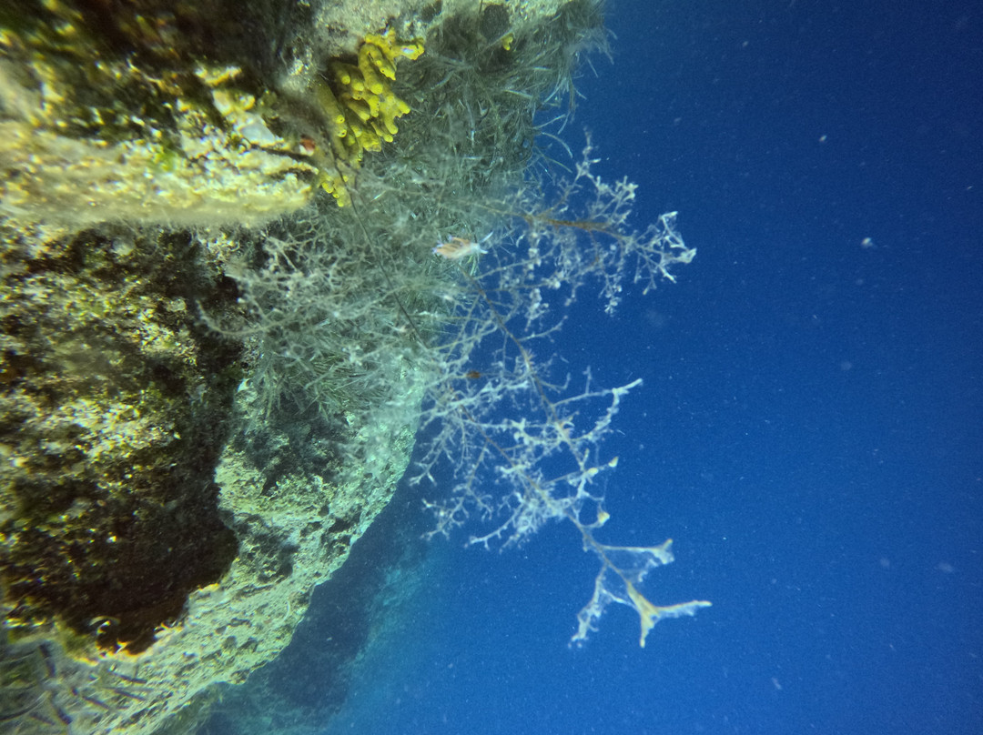Lefkas Diving Centre-Nikiana必去景点
