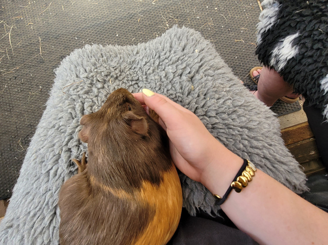 Totnes Rare Breeds Farm-托特尼斯必去景点