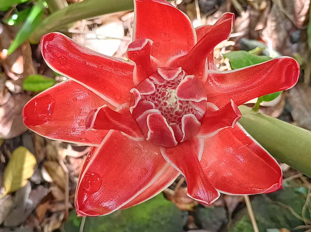 Jardin des Parfums et des Epices-Saint-Philippe必去景点