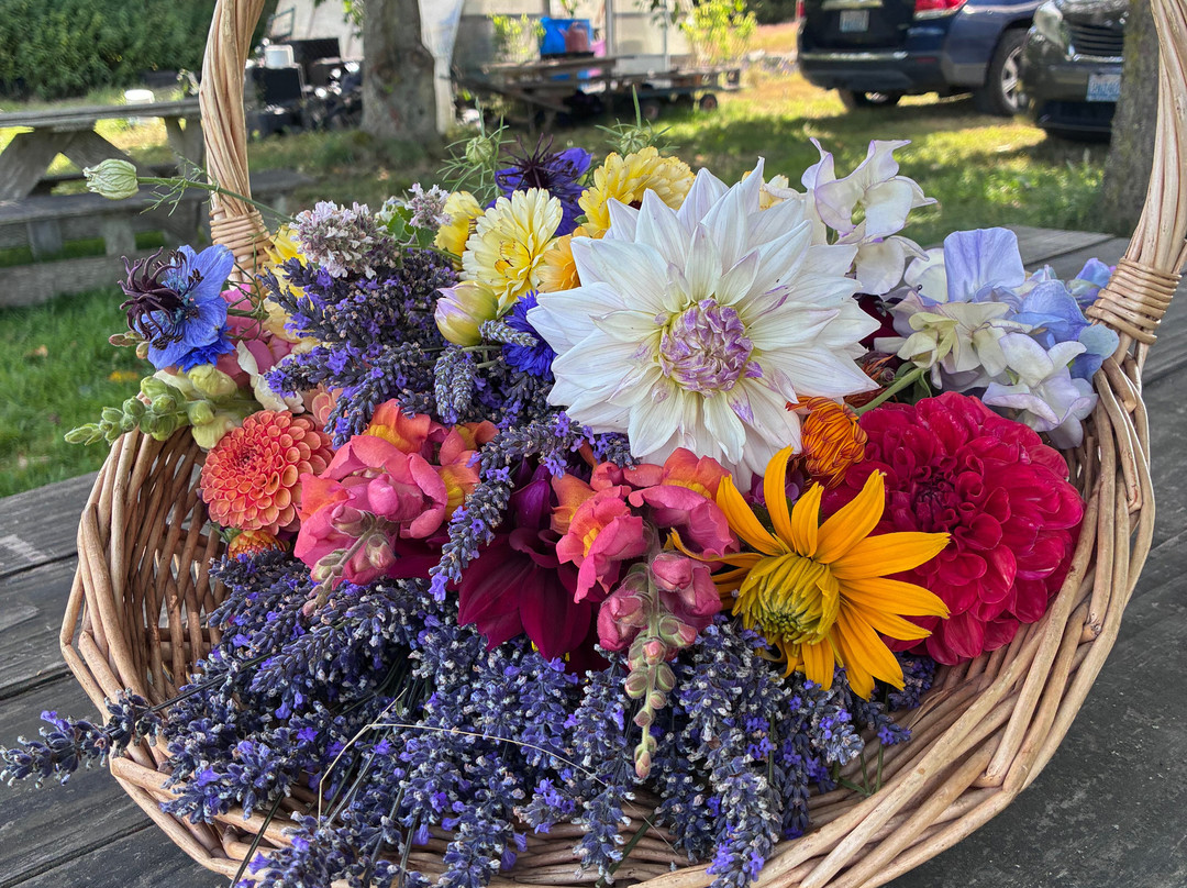 Western Sun Lavender Farm-Coupeville必去景点