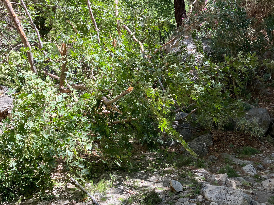 Agia Irini Gorge-Sougia必去景点