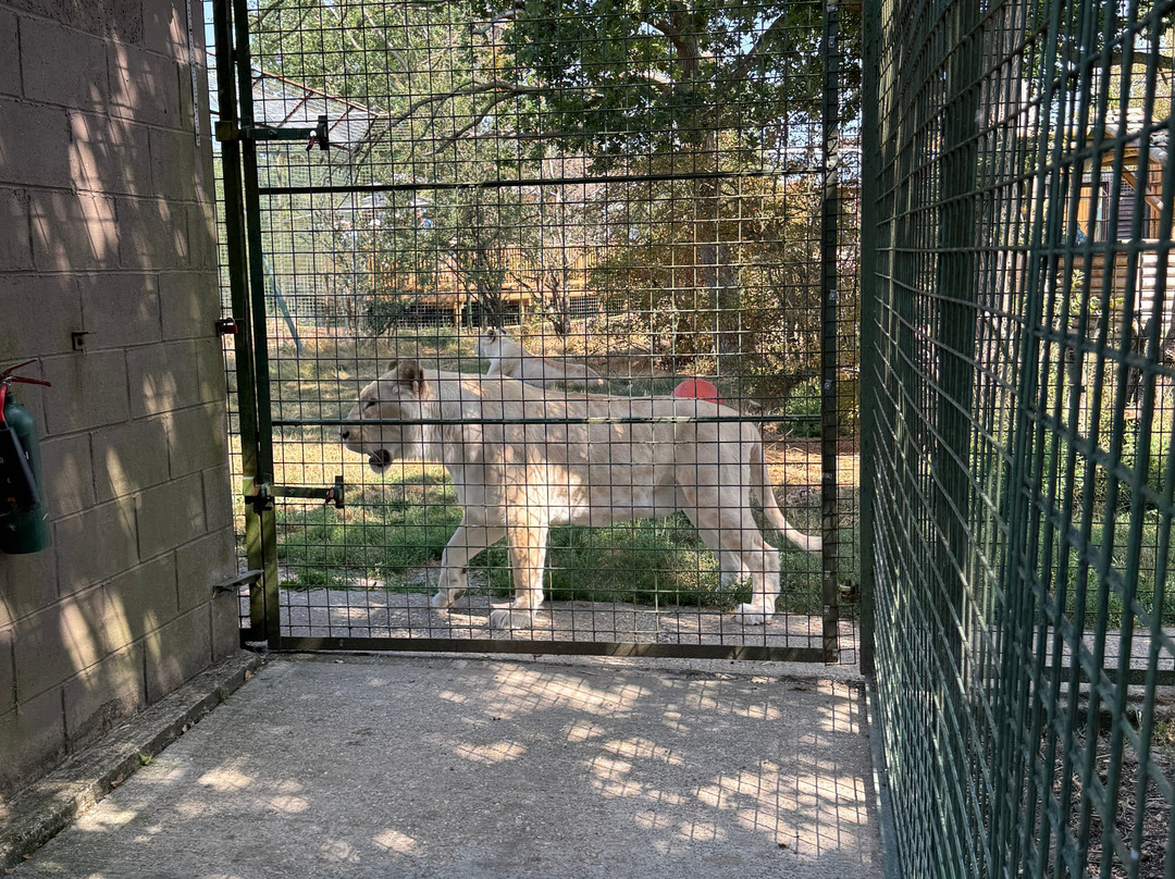 The Big Cat Sanctuary-Smarden必去景点