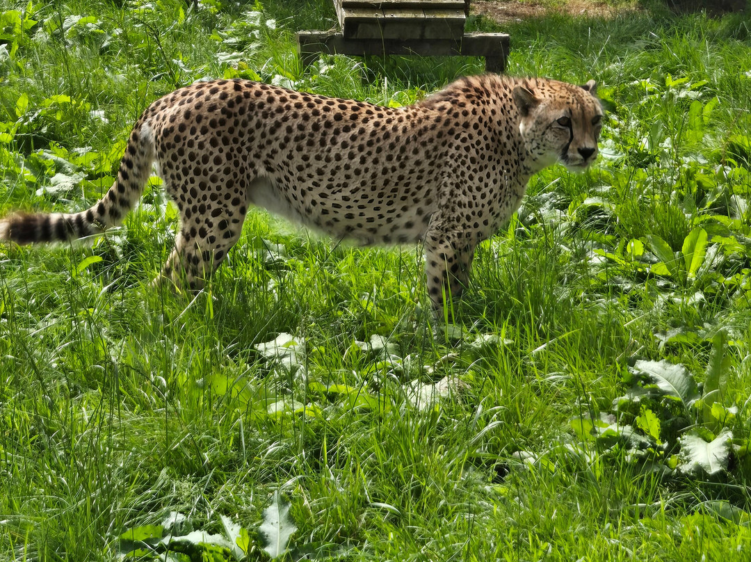 Five Sisters Zoo-West Calder必去景点