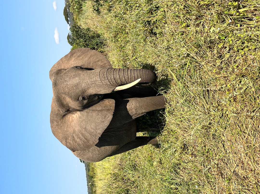 Carnivores Safaris Limited-阿鲁沙必去景点