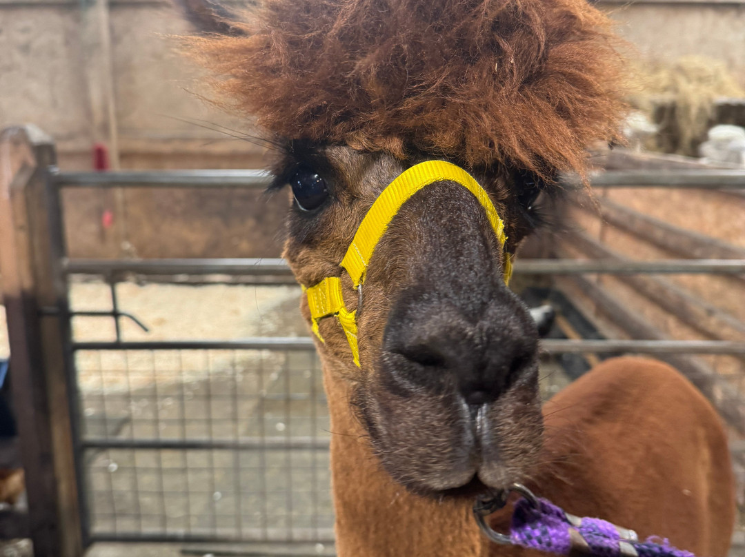 The Alpaca Trekking Centre-斯特灵必去景点