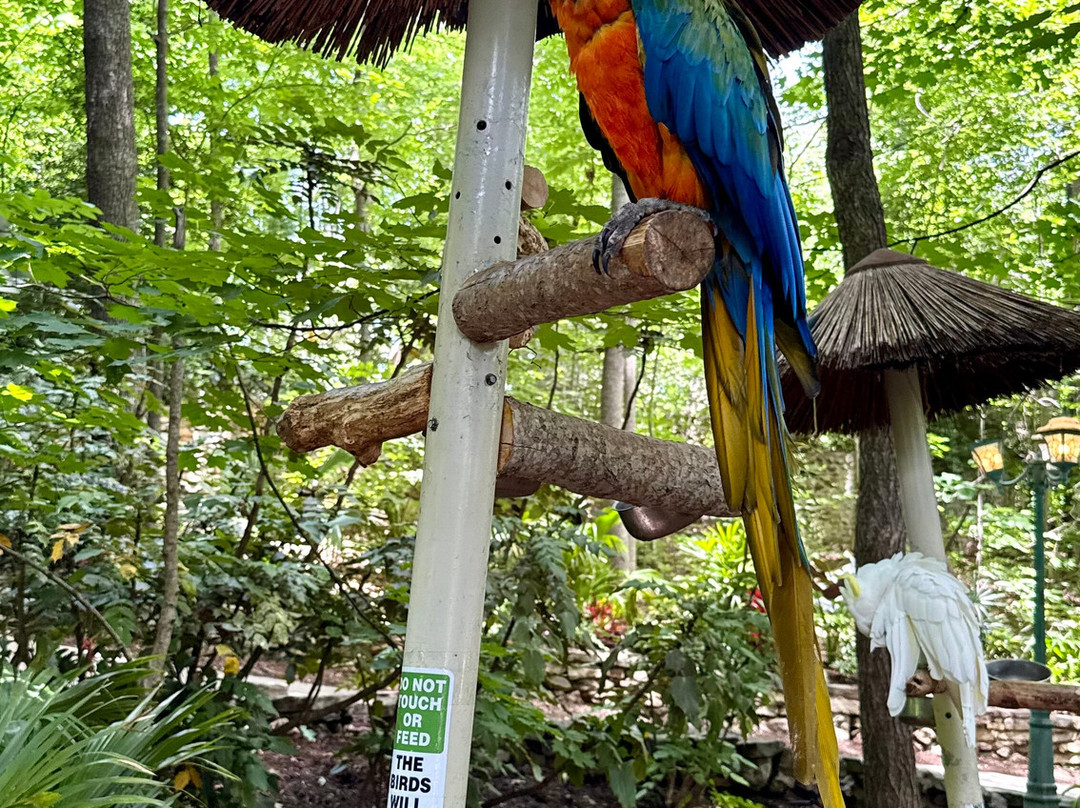 Parrot Mountain & Gardens-皮金福奇必去景点