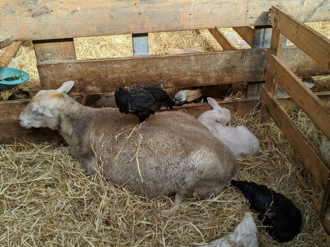 Schapenboerderij Texel-特塞尔必去景点