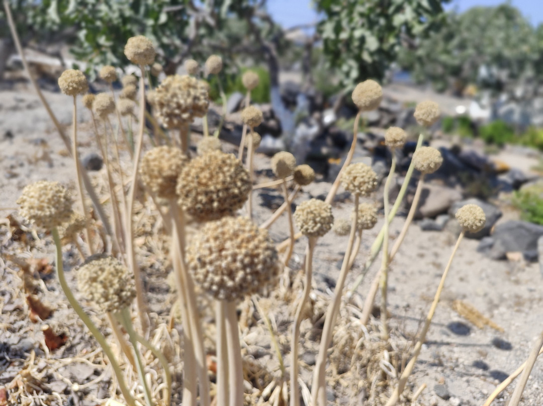 Nomikos Estate Santorini-Vothonas必去景点