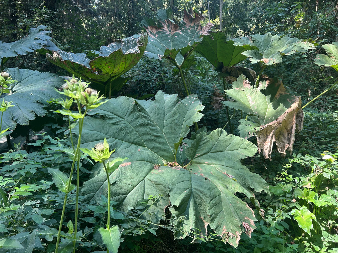 Jungle Garden-Eu必去景点