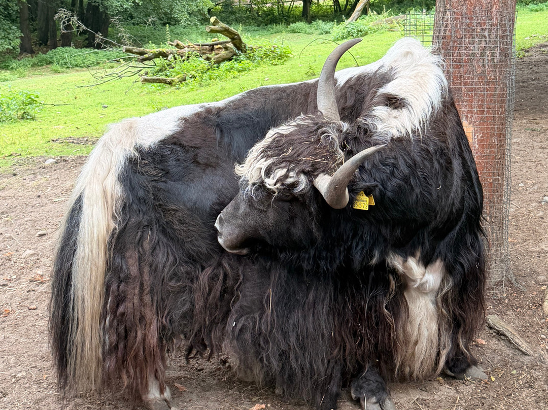 Wildpark Lüneburger Heide-Hanstedt必去景点