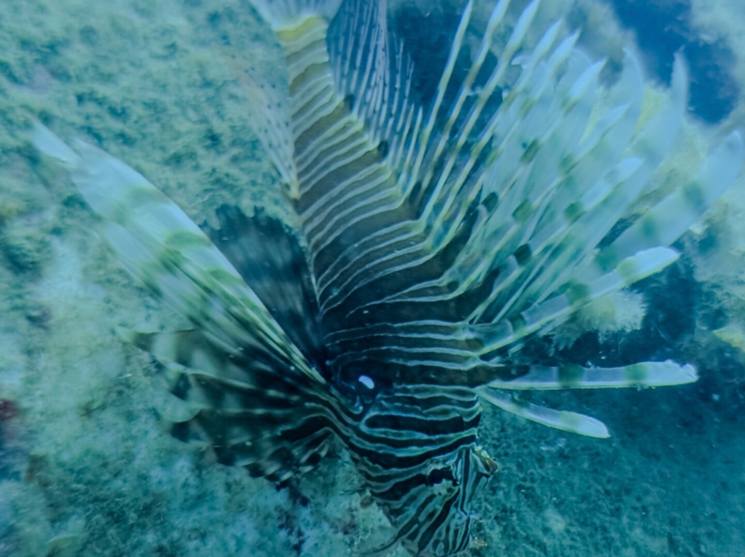 Pro Dive (Ex Blue Thunder Diving)-利马索尔必去景点