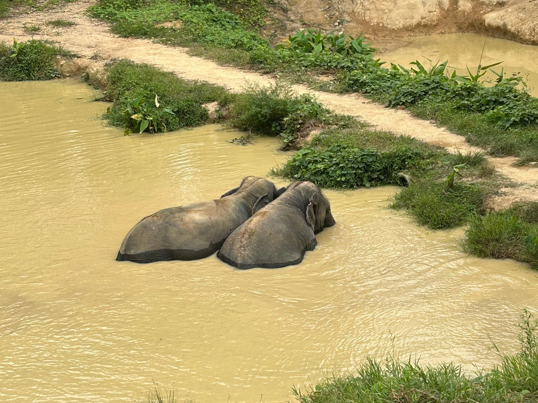 Hidden Forest Elephant Reserve-查龙必去景点
