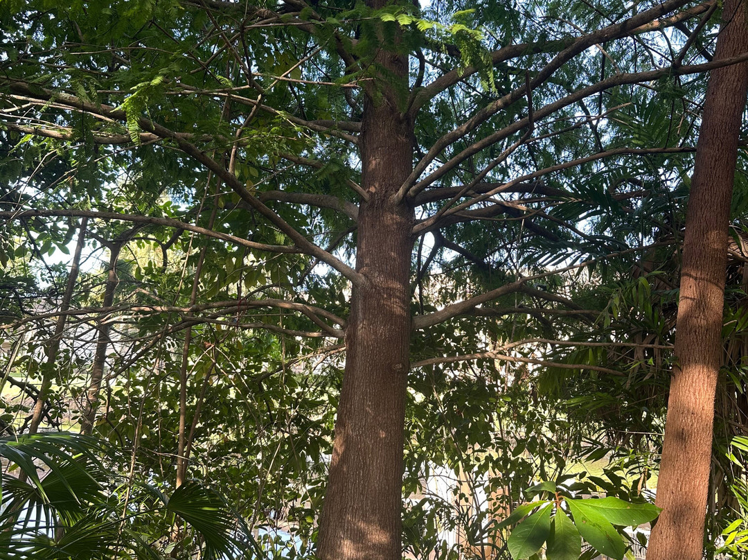 Deerfield Beach Arboretum-迪尔菲尔德比奇必去景点