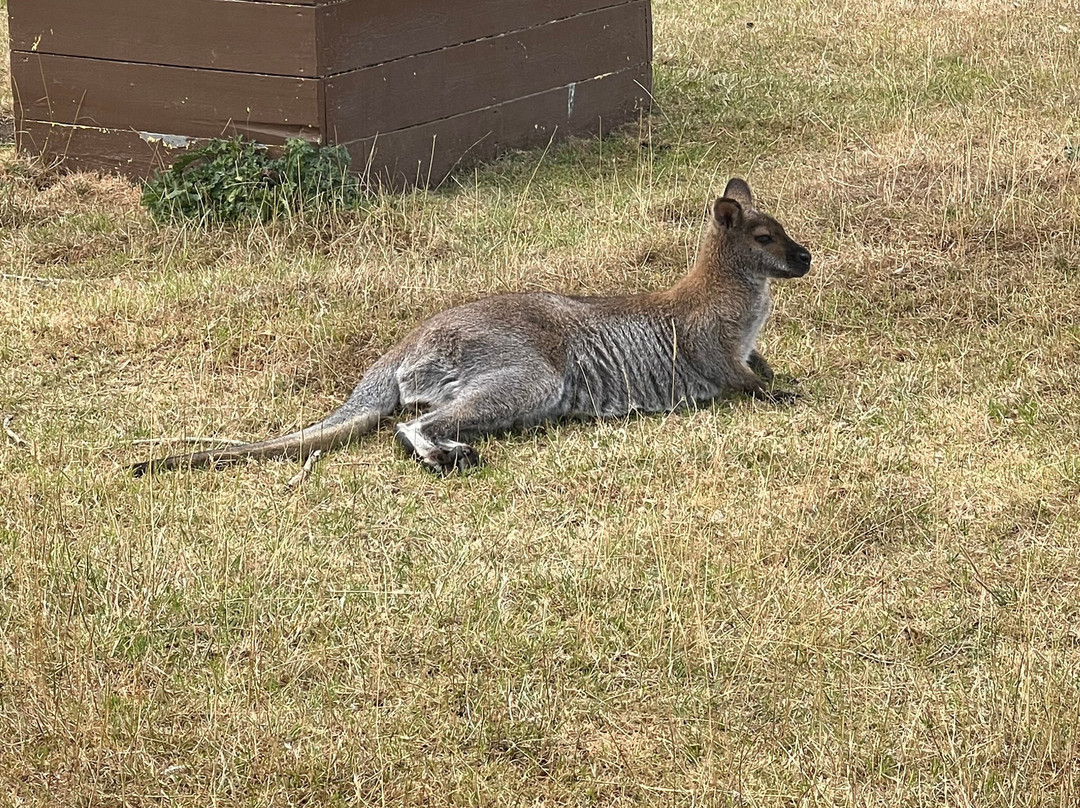 Pettitts Animal Adventure Park-Reedham必去景点