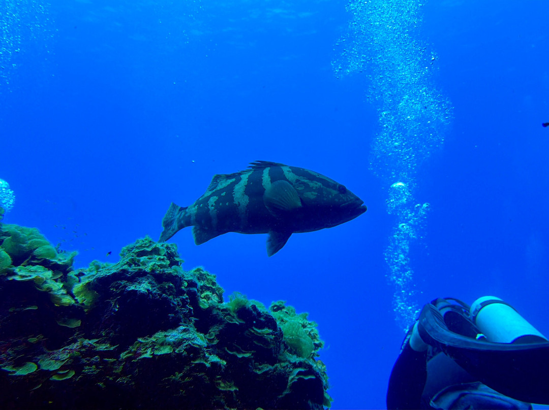 Only Blue Diving Dreams-Cockburn Town必去景点