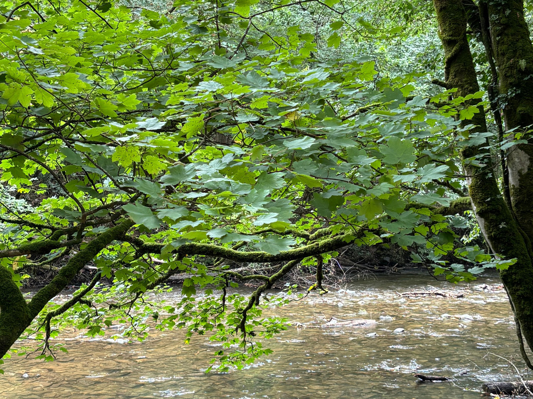 Plymbridge Woods-普利茅斯必去景点