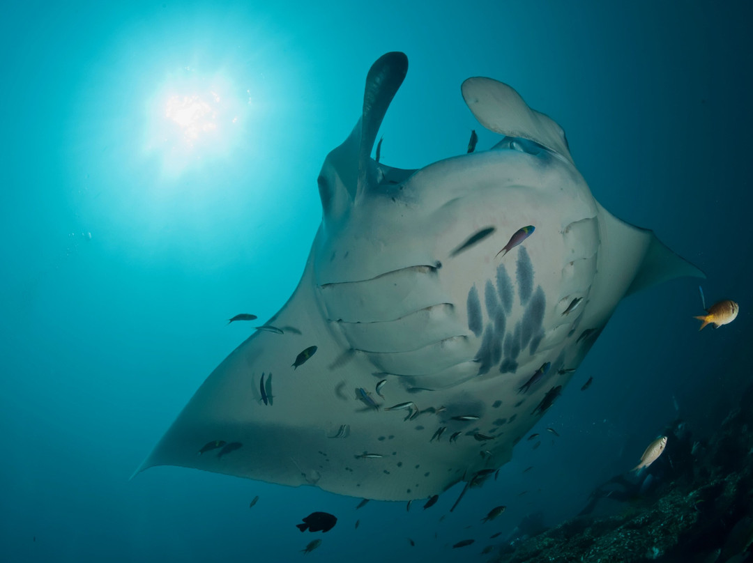 Diving Candidasa-甘地达萨必去景点