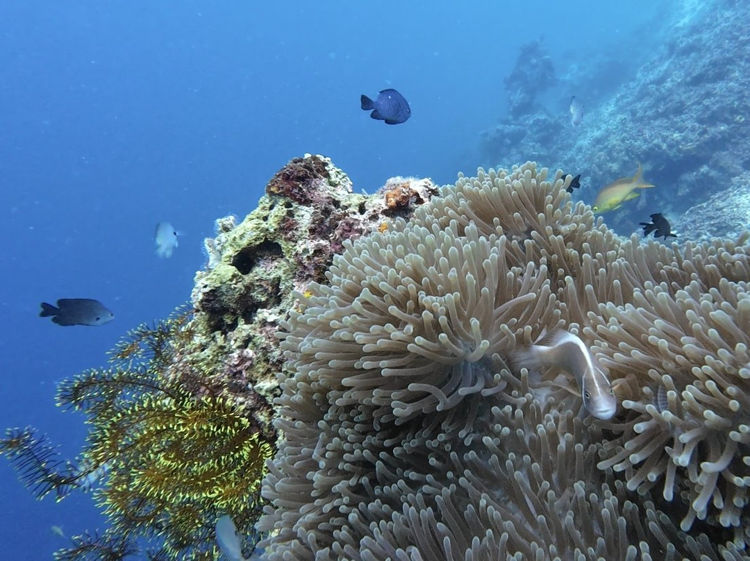 Haka Dive Center-Panglao必去景点