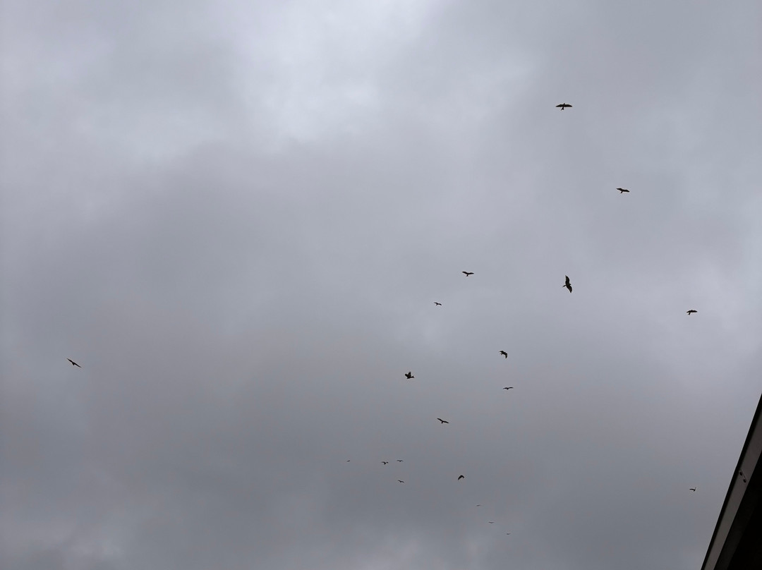 Bellymack Hill Farm - Kite Feeding Station-Laurieston必去景点