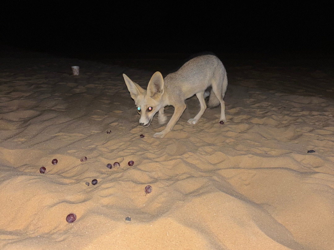 Egypt Camp White Desert-Bawiti必去景点