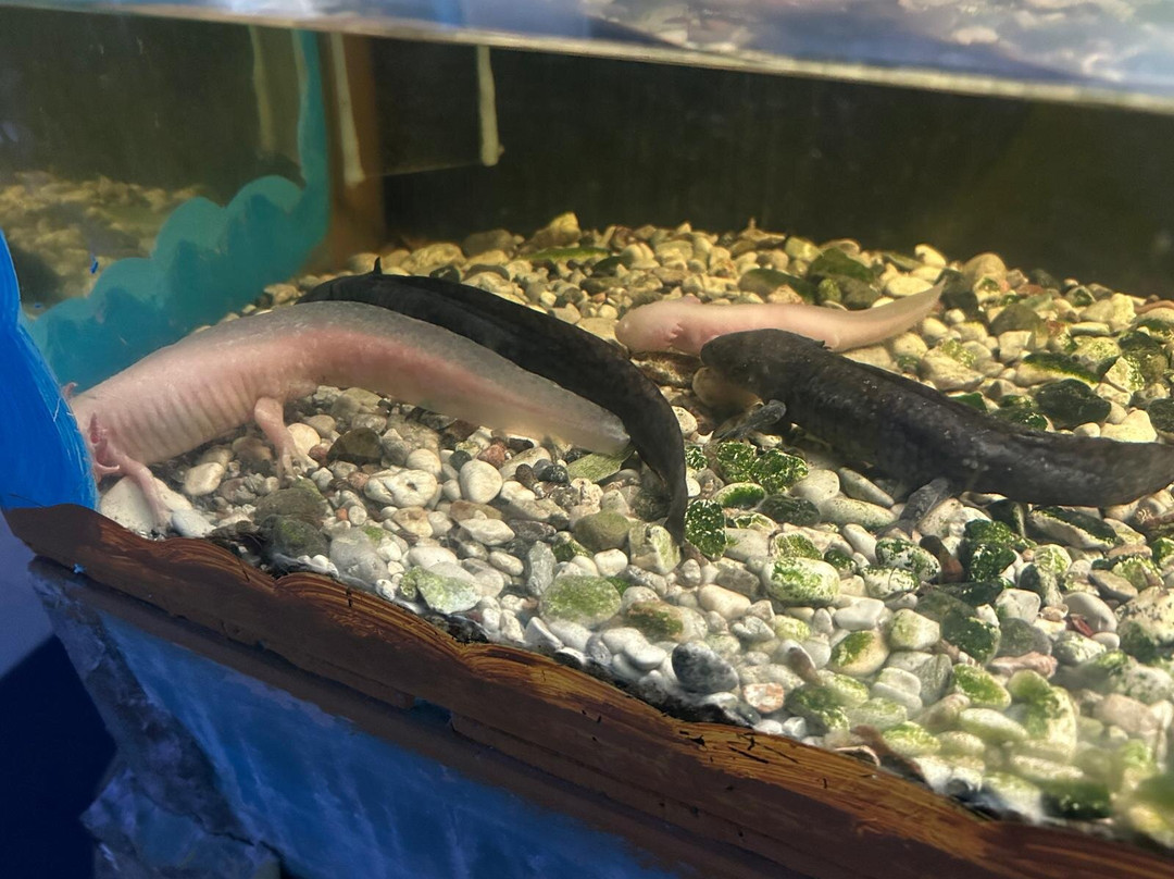 Aquarium Of Faliraki (Aquaworld)-Faliraki必去景点