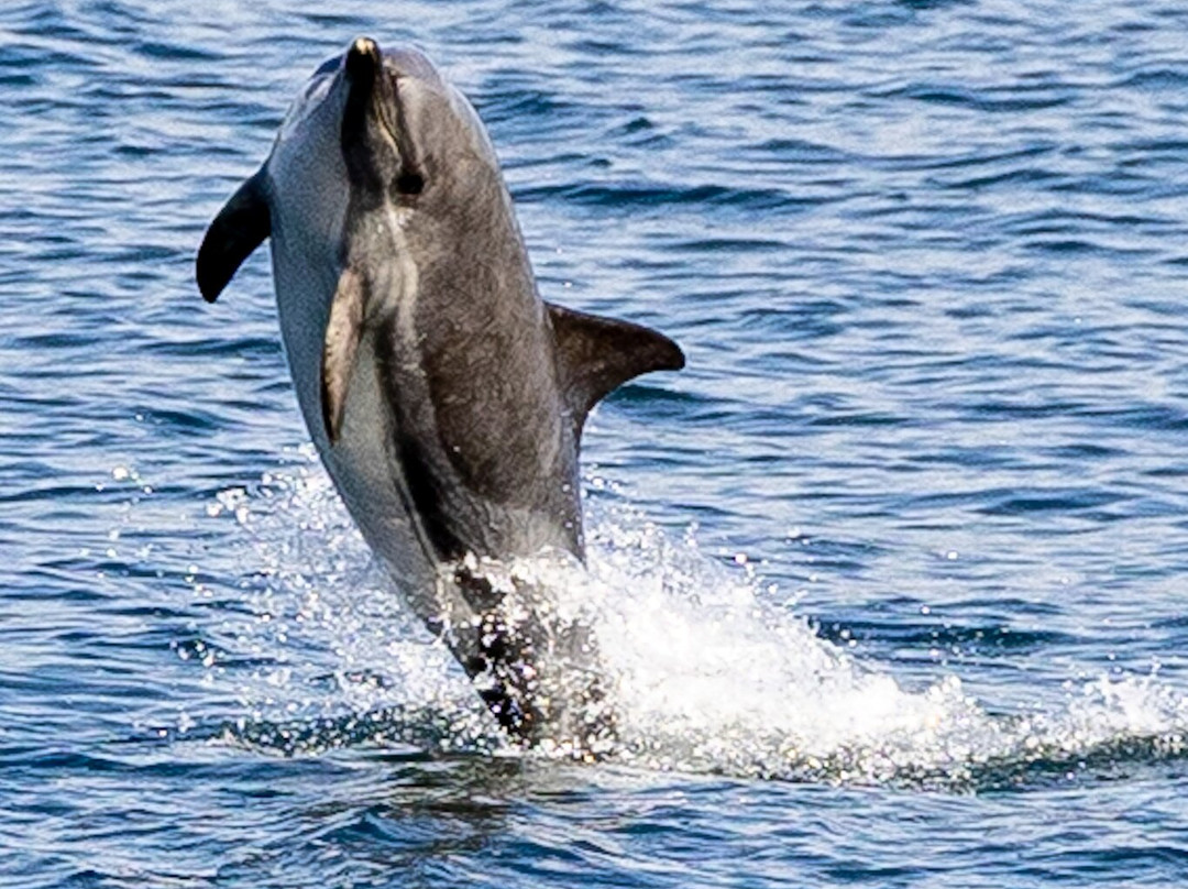 Mull Wildlife Breaks-Salen必去景点