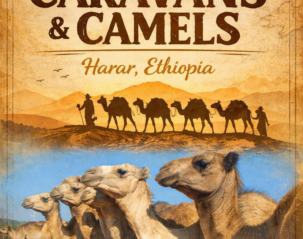 Edom Harar Tours & Car Rentals-哈勒尔必去景点