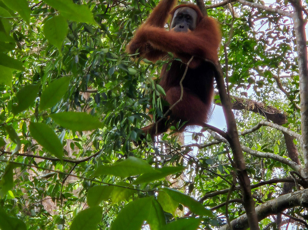 Bukit Lawang Jungle Trekking-武吉拉旺必去景点