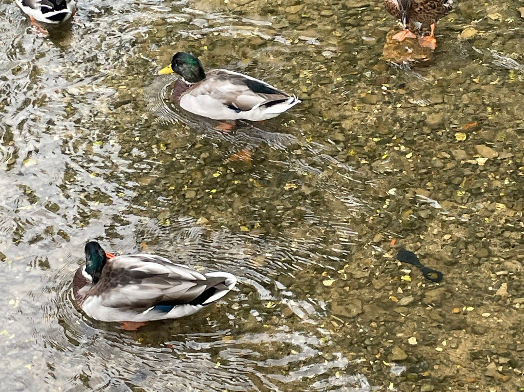 Bourton on the Water-水上伯顿必去景点