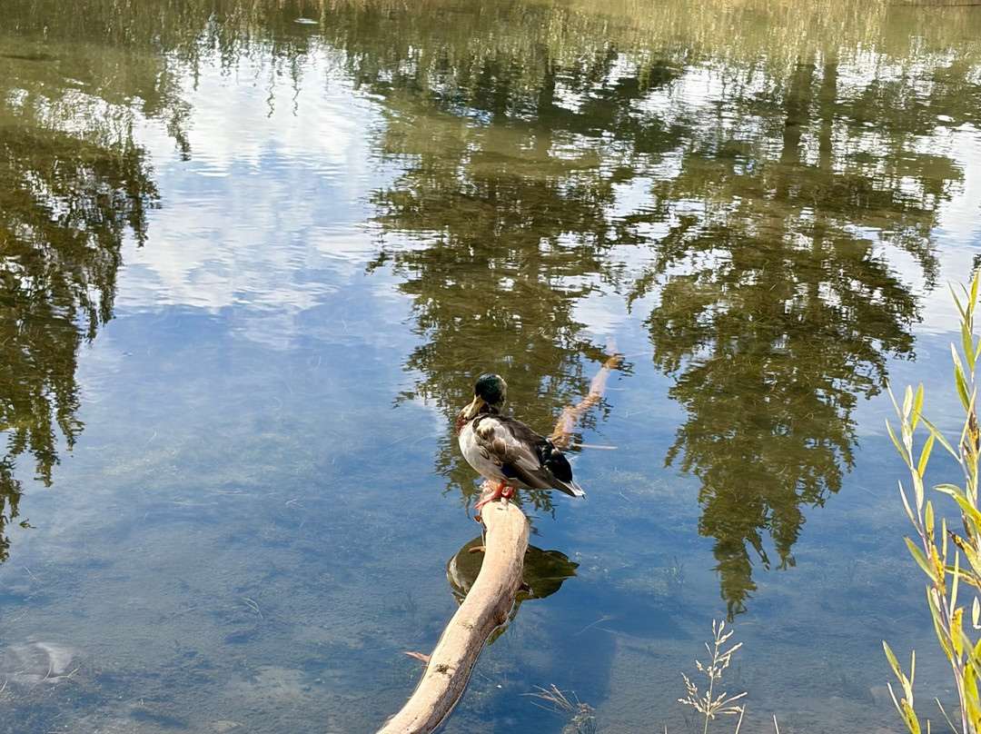 Schwabacher Landing-大提顿国家公园必去景点