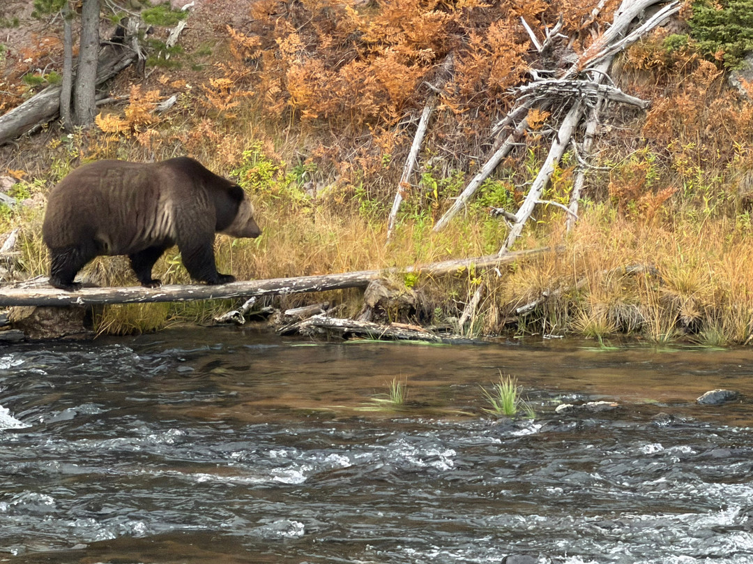 Yellowstone National Park-黄石国家公园必去景点