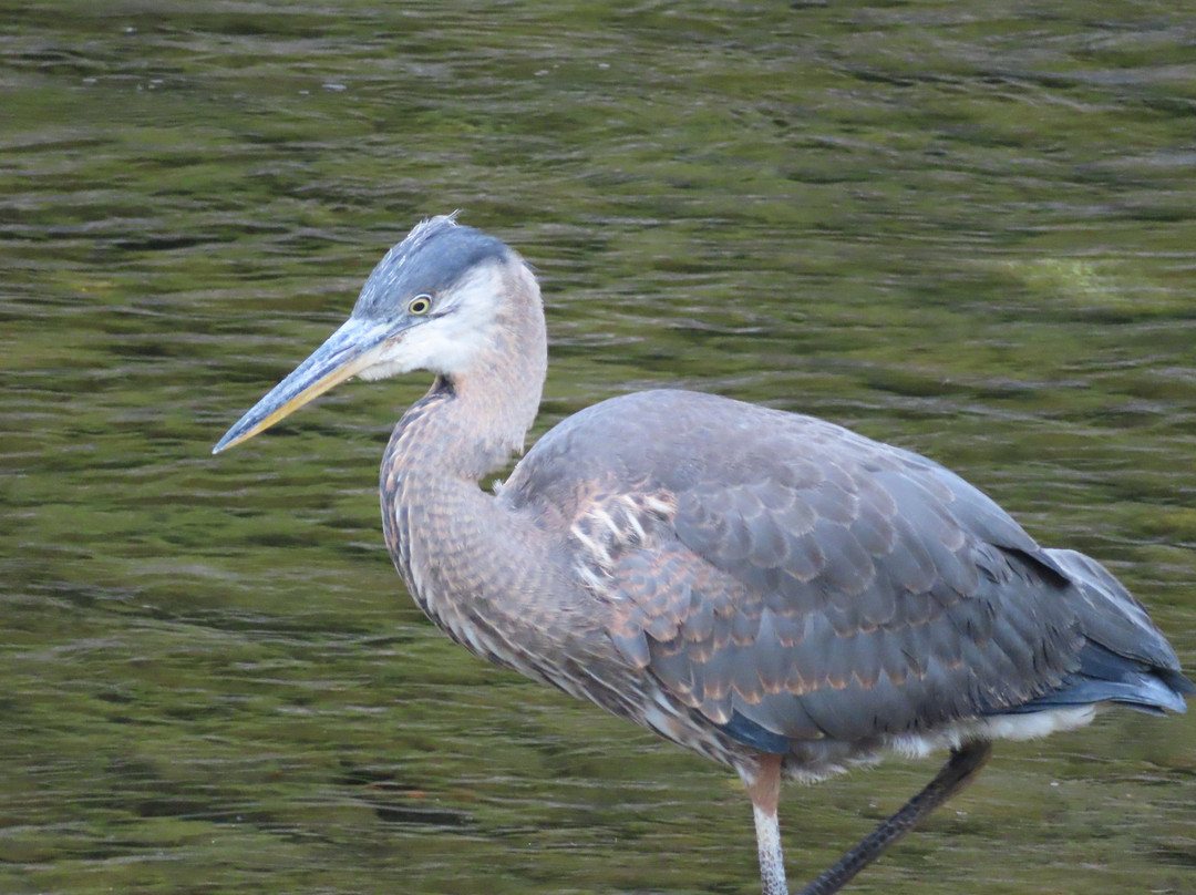 Quinsam River Hatchery-坎贝尔里弗必去景点