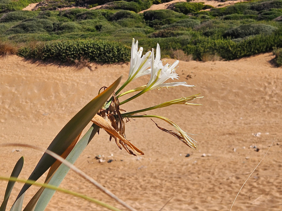 Camí de Cavalls-Maó必去景点
