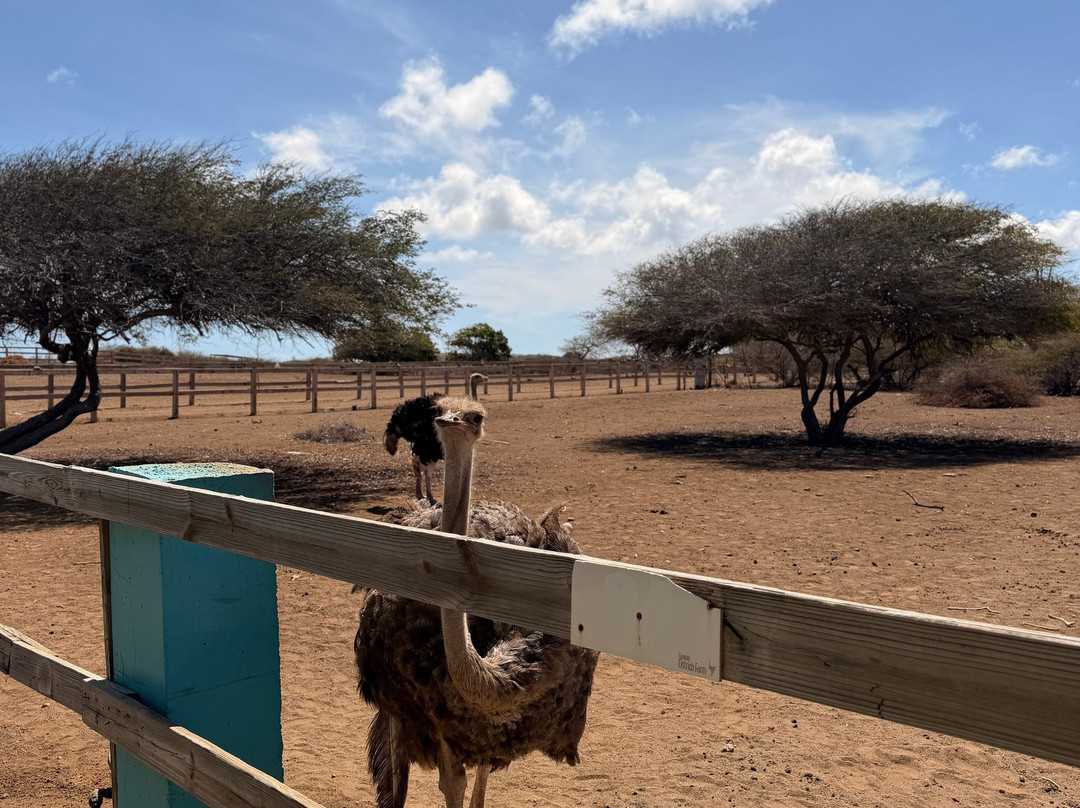 Curacao Ostrich Farm-库拉索必去景点