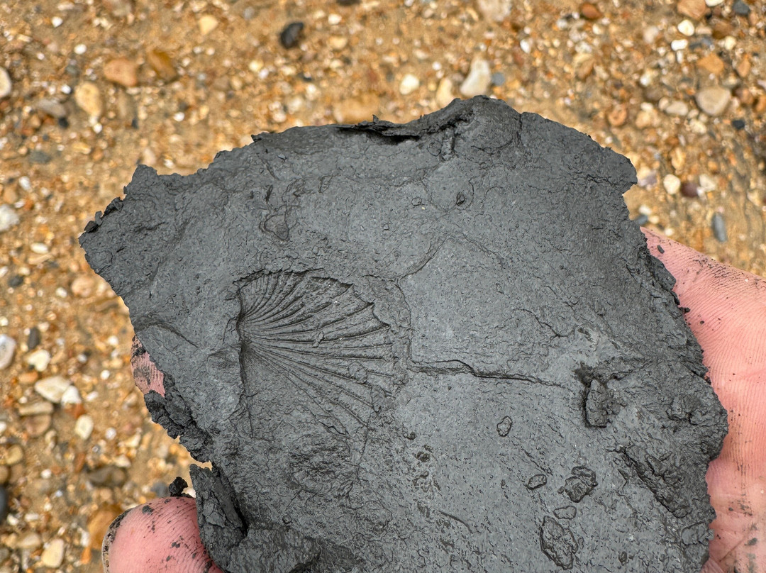 Jurassic Coast Guides-Charmouth必去景点