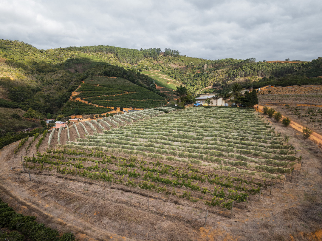 Vinícola Tabocas
