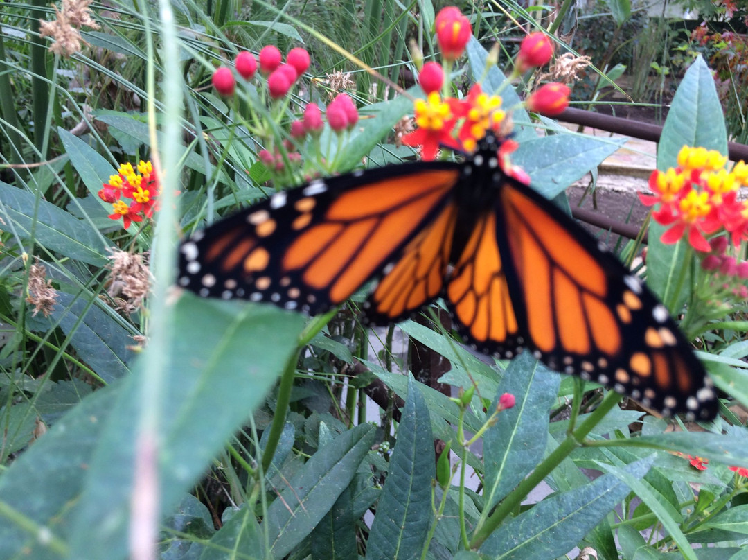 Butterfly World and Fountain World景点图片