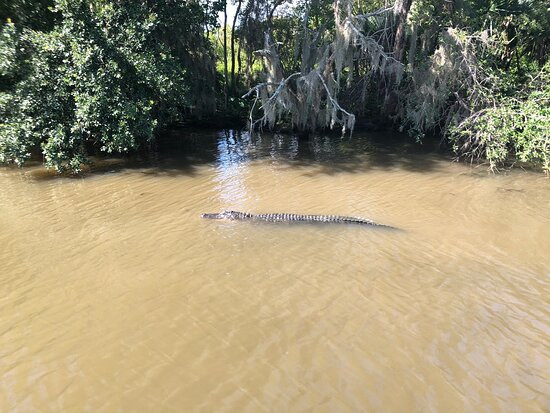 Airboat Adventures景点图片
