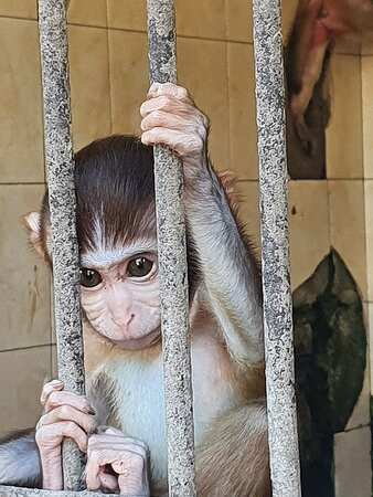 Sukhumi Monkey Nursery-Sukhumi必去景点
