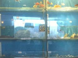 Gallery 1