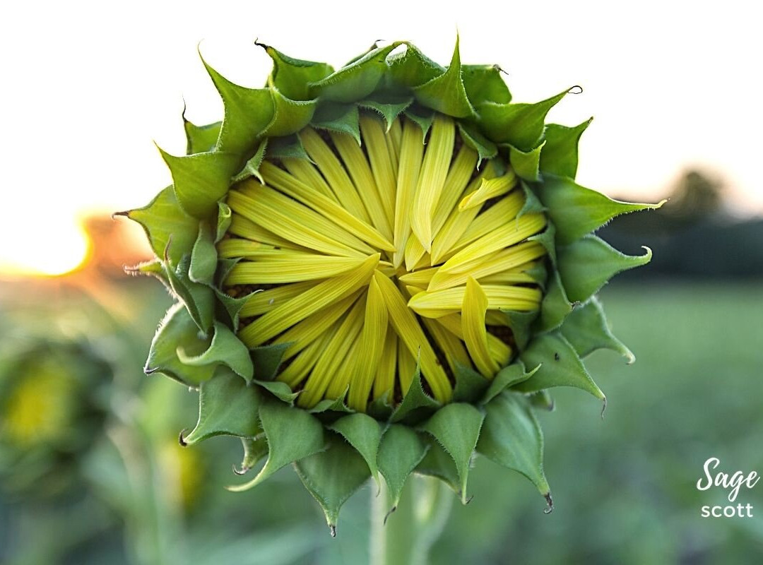 Grinter Farms-劳伦斯必去景点