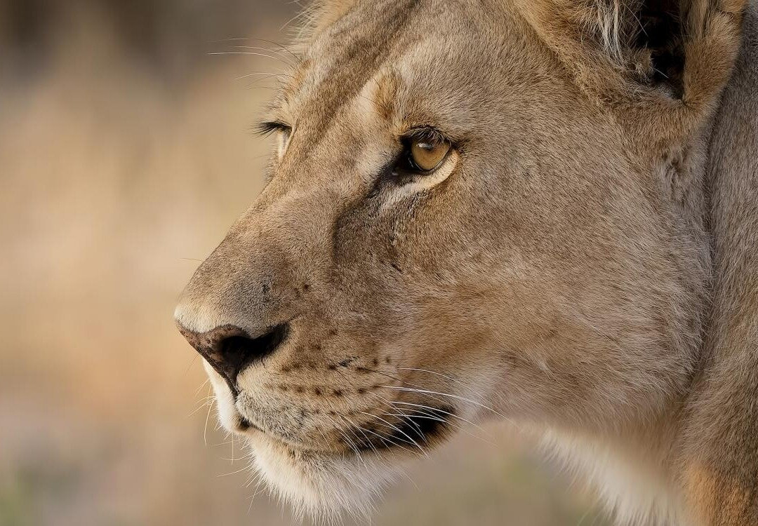 Kogatende serengeti safaris景点图片